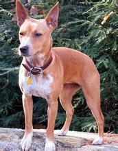 樹叢小犬 樹叢小犬