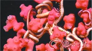 泡泡糖珊瑚蟲