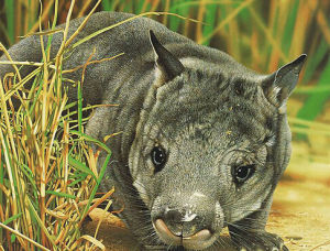 昆士蘭毛鼻袋熊