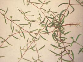 白花蛇舌 白花蛇舌