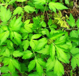 小亮苞蒿 小亮苞蒿