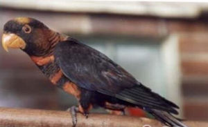 暗色吸蜜鸚鵡 暗色吸蜜鸚鵡