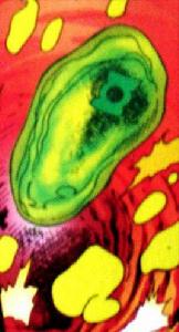 利澤爾·潘 利澤爾·潘