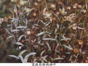 亞麻白粉病病葉症狀