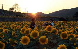 龍溪動漫花谷 龍溪動漫花谷