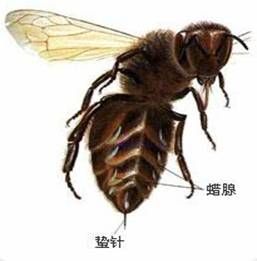 蜂毒療法 蜂毒療法