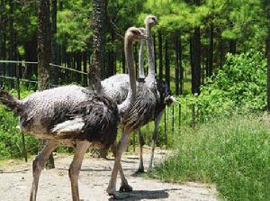 通天籮原始森林