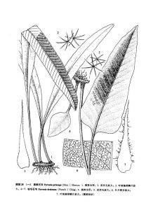 顯脈石韋 顯脈石韋