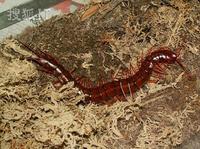 中國紅巨龍蜈 中國紅巨龍蜈