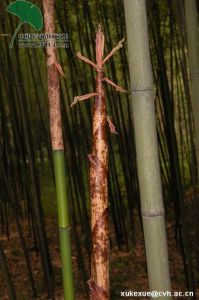 富陽烏哺雞 富陽烏哺雞