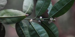 灰葉冬青(原變種) 灰葉冬青(原變種)