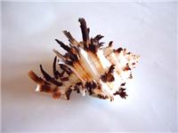 刺球骨螺 刺球骨螺