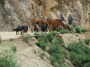 良江壩自然村畜牧養殖業