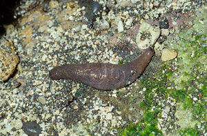 米氏海參 米氏海參