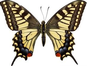 長尾金鳳蝶 長尾金鳳蝶