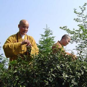 （圖）佛道茶藝