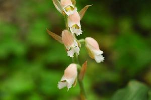東部線柱蘭 東部線柱蘭