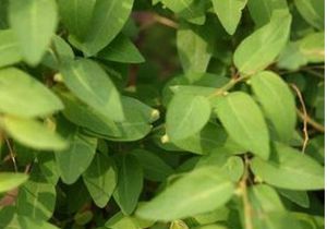 薄葉雀舌木 薄葉雀舌木