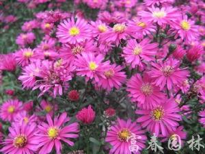 荷蘭菊花 荷蘭菊花