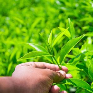 蕉嶺綠茶 蕉嶺綠茶