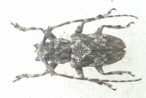 欖仁瘤象天牛 欖仁瘤象天牛