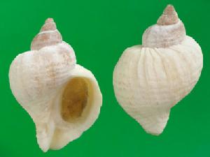 圓南極骨螺 圓南極骨螺