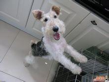 硬毛獵狐犬 硬毛獵狐犬