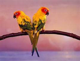 錐尾太陽鸚鵡 錐尾太陽鸚鵡