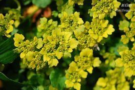 五台金腰 五台金腰