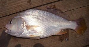 日本白姑魚 日本白姑魚