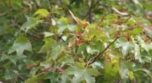 大翅色木槭 大翅色木槭