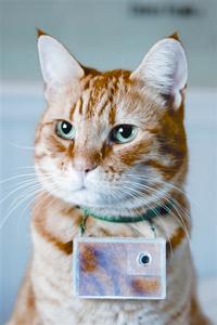 （圖）貓咪攝影師