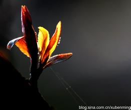 無毛飾岩報春 無毛飾岩報春