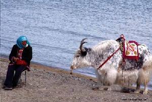 青海青海湖國家級自然保護區