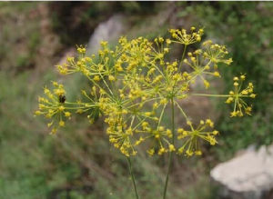 翅果柴胡 翅果柴胡