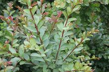 null[千屈菜科紫薇屬植物]