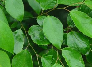 綠葉甘植 綠葉甘植