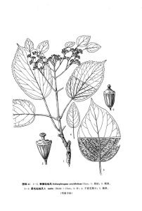 秦榛鑽地風 秦榛鑽地風