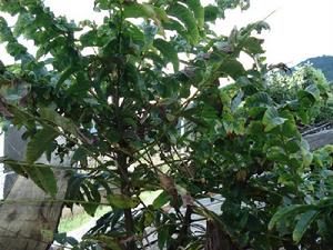 中鋒社自然村 中鋒社自然村