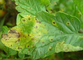 西紅柿斑枯病 西紅柿斑枯病