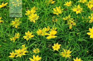 輪葉金雞菊 輪葉金雞菊