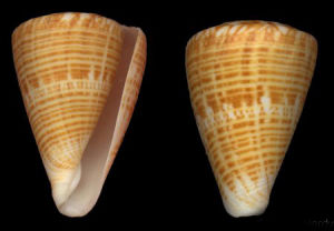 三角芋螺 三角芋螺