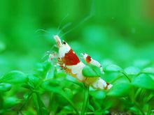 水晶蝦[節肢動物]