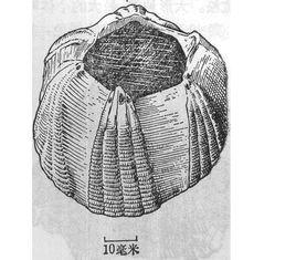 桶冠鯨藤壺 桶冠鯨藤壺