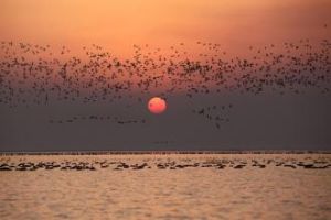 鄱陽湖國家級自然保護區