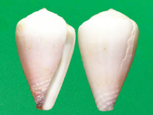 白花環芋螺 白花環芋螺