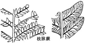 孫氏枝脈蕨 孫氏枝脈蕨