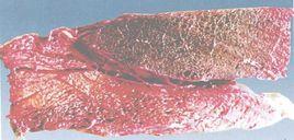 牛羊肺壞疽 牛羊肺壞疽