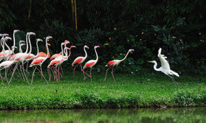 濕地動物 濕地動物