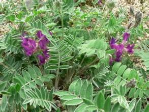 雲南棘豆 雲南棘豆